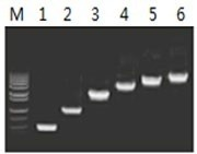 50μl 擴(kuò)增體系中，以 5ng λDNA 為模板，對 500bp~6.0kb 的擴(kuò)增結(jié)果