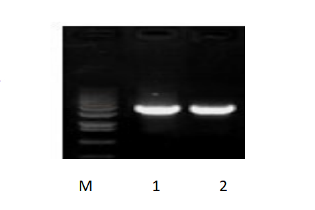 50μl 擴增體系，以 50ng 人基因組DNA 為模板，對 3kb 片段擴增結(jié)果。