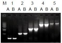 使用普通（A組）及含染料（B組）的2×Taq Master Mix配制的50μl擴(kuò)增體系，以5ng λDNA為模板， 對(duì)500bp～6.0kb片段的擴(kuò)增結(jié)果