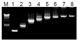 50μL 擴(kuò)增體系中，λDNA 為模板，擴(kuò)增 1kb~20kb 片段。