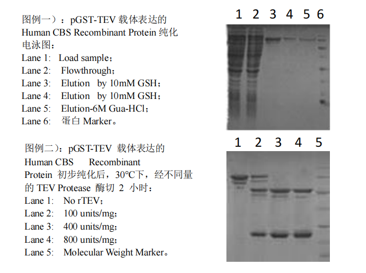 pGST-TEV Expression Kit應(yīng)用實(shí)例