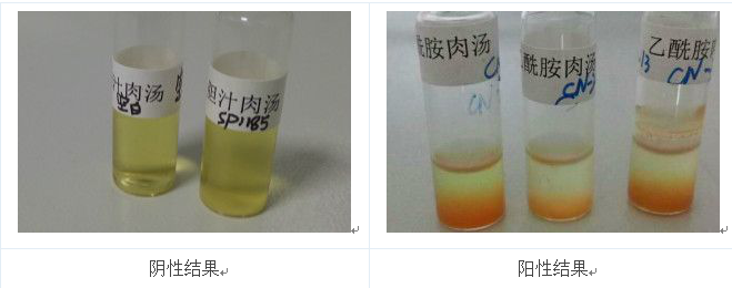 將產(chǎn)熒光的菌落的純培養(yǎng)物接種到乙酰胺肉湯中36℃培養(yǎng)24h，加入鈉氏試劑