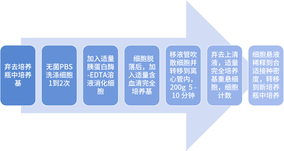 貼壁細(xì)胞傳代步驟