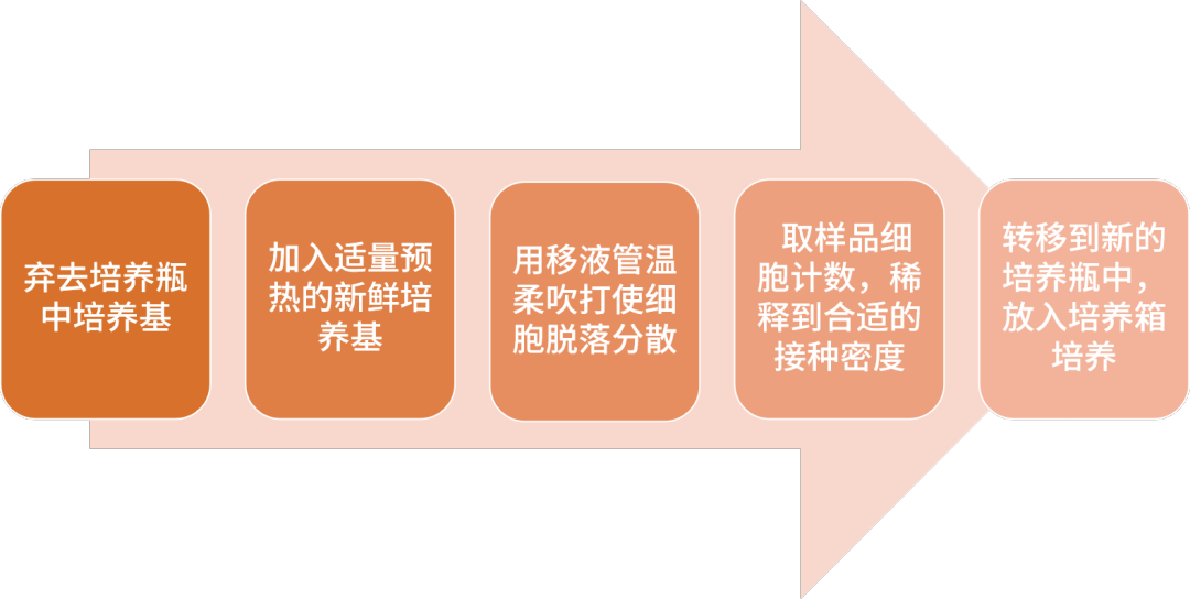 半貼壁細(xì)胞傳代步驟