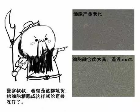細(xì)胞老化融合度過(guò)高