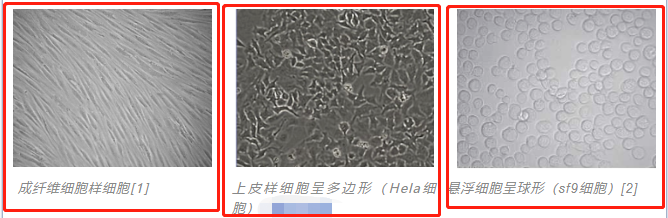 細(xì)胞形態(tài)