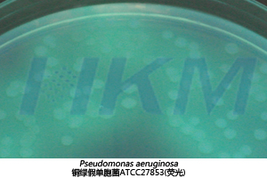 銅綠假單胞菌ATCC27853