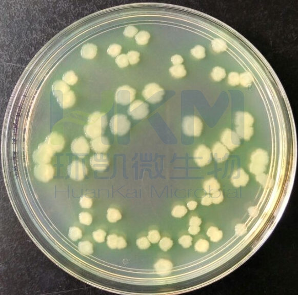 銅綠假單胞菌CMCC(B)10104