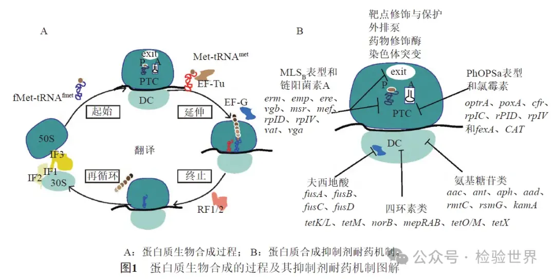 蛋白質(zhì)生物合成的過程及其抑制劑耐藥機制圖解