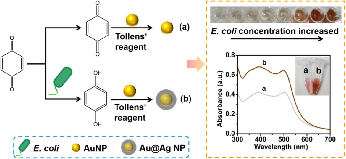 基于Au@Ag NP形成的大腸桿菌比色法檢測(cè)示意圖